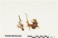 藏品(青苔屬)的圖片